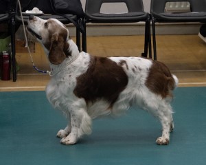 Veteran Dog